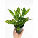 Live Plant Rare Gold Dust Croton Flower Plant Home Grown Garden Plant EBANS