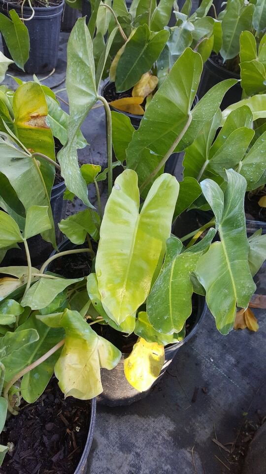 Live Plant Rare Philodendron 'Burle Marx' Flower Plant Home Grown Garden Plant EBANS