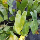 Live Plant Rare Philodendron 'Burle Marx' Flower Plant Home Grown Garden Plant EBANS