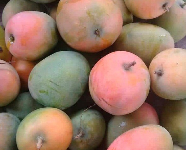 Red Mango  Mangifera indica Live Fruit Plant Tree Seedling FREESHIPPING