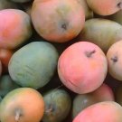 Red Mango  Mangifera indica Live Fruit Plant Tree Seedling FREESHIPPING
