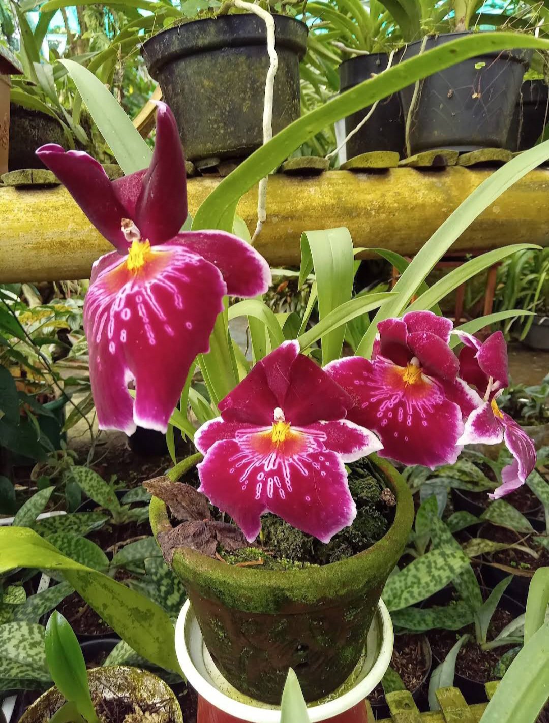 Live Plant Charming MILTONIOPSIS BREATHLESS 'FLORENCE' Orchid Flower Plant FREESHIPPING