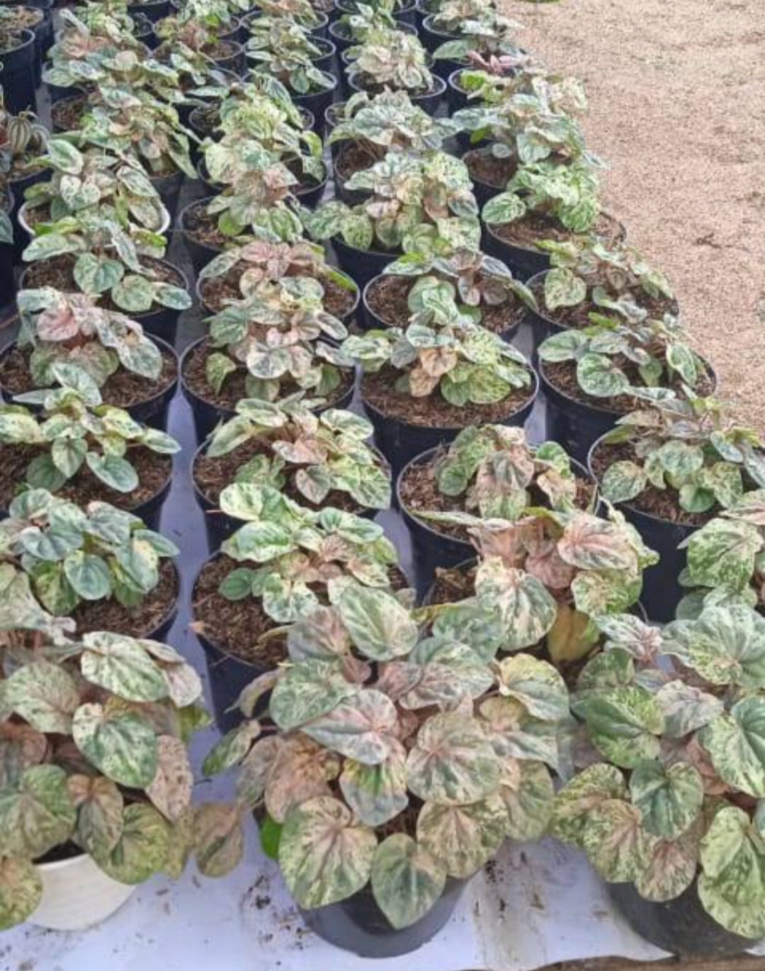Live Plant Peperomia Pink lady Starter Plant Beautiful Flower Plant FREESHIPPING