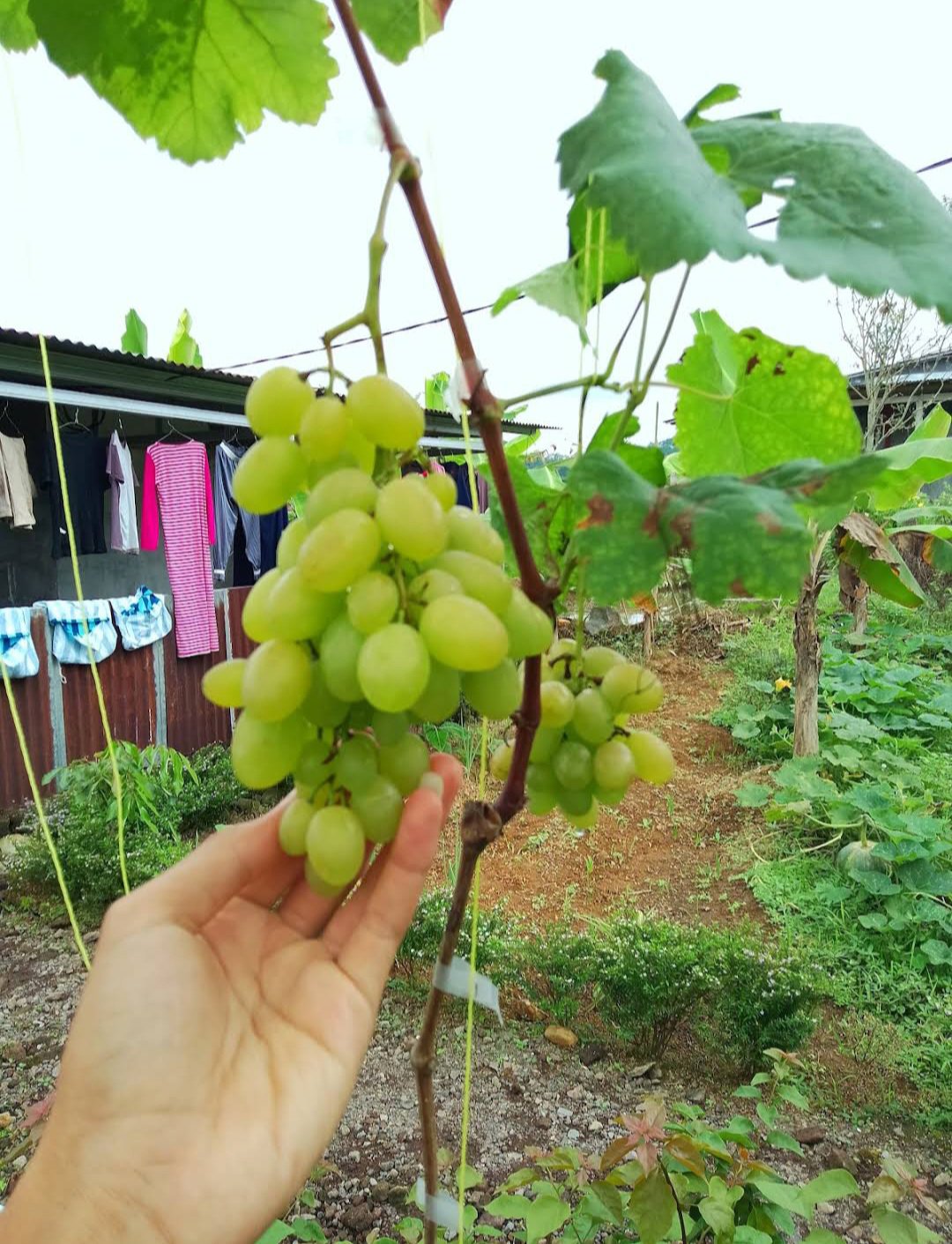 Live Plant Green Grape Tree Fruit garden Plant FREESHIPPING