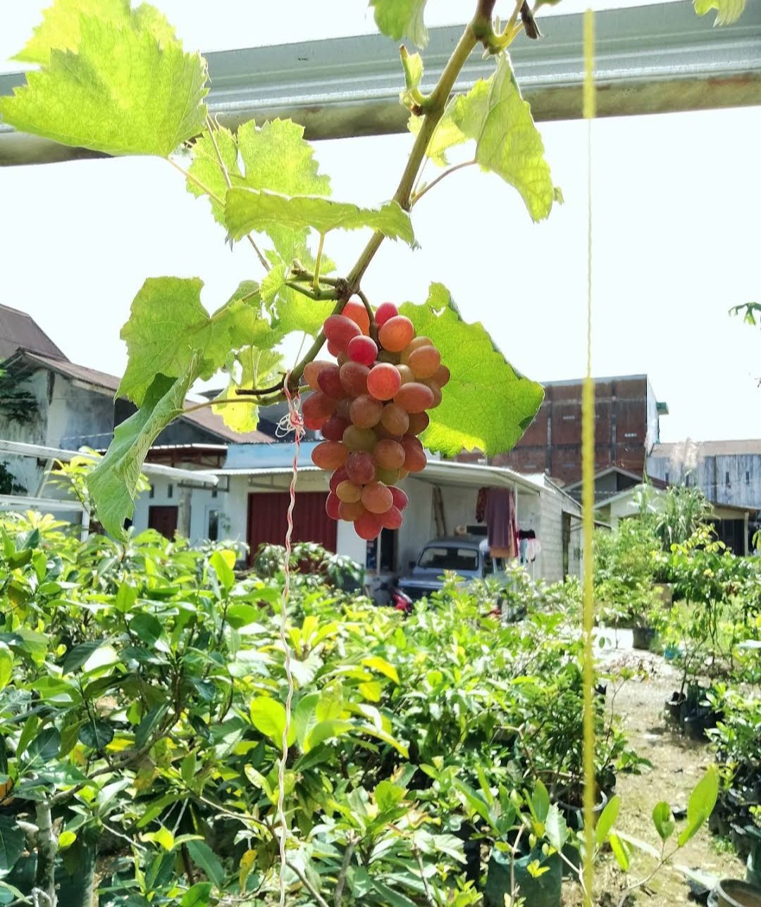Live Plant Ruby Red Seedless Live Grape Fruit garden Plant FREESHIPPING