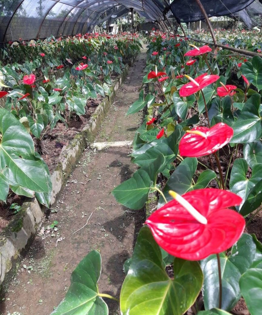 Live Plant Anthurium Red Sensation Houseplant Beautiful Flower Plant FREESHIPPING