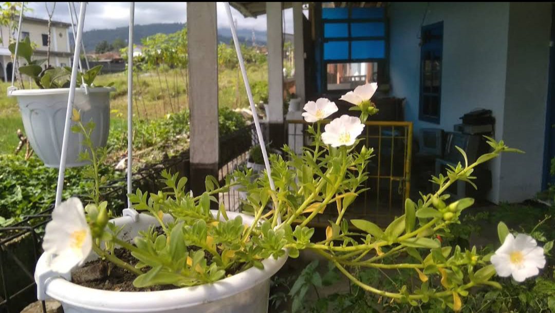 Live Plant WHITE Single Massive Bloom Portulaca Beautiful Flower Plant FREESHIPPING