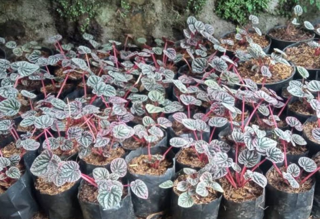 Live Plant Red Peperomia caperata, Red Emerald Ripple Beautiful Flower Plant FREESHIPPING