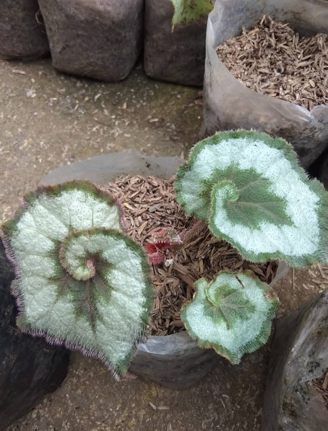 Live Plant Begonia Rex Escargot Beautiful Flower Plant FREESHIPPING
