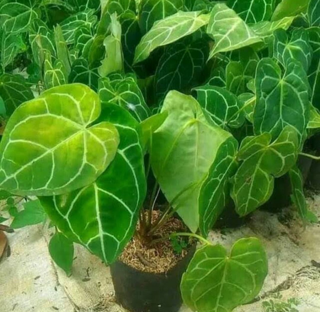 Live Plant Heart Shaped Anthurium Clarinervium Beautiful Flower Plant FREESHIPPING