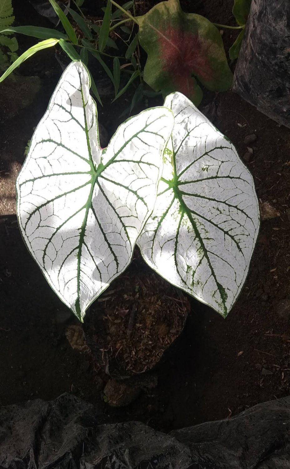 2 Bulb White Christmas Caladium Beautiful Flower Plant FREESHIPPING