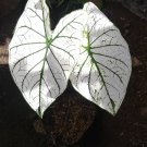 2 Bulb White Christmas Caladium Beautiful Flower Plant FREESHIPPING