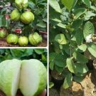 Live Plant Cream White Tropical Guava Fruit Tree Plant FREESHIPPING