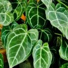 Live Plant Anthurium crystallinum Beautiful Flower Plant FREESHIPPING