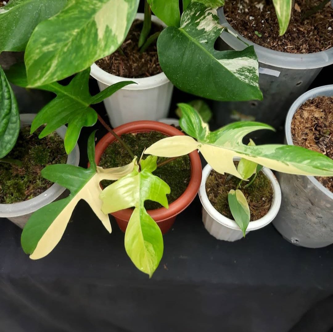 Live Plant Variegated Philodendron Florida beauty home Beautiful Flower Plant FREESHIPPING