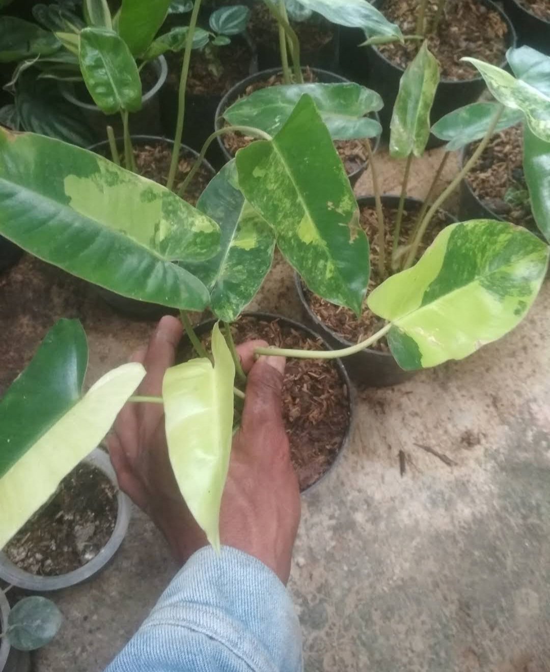 Live Plant Philodendron Burle Marx Variegata Home Beautiful Flower Plant FREESHIPPING