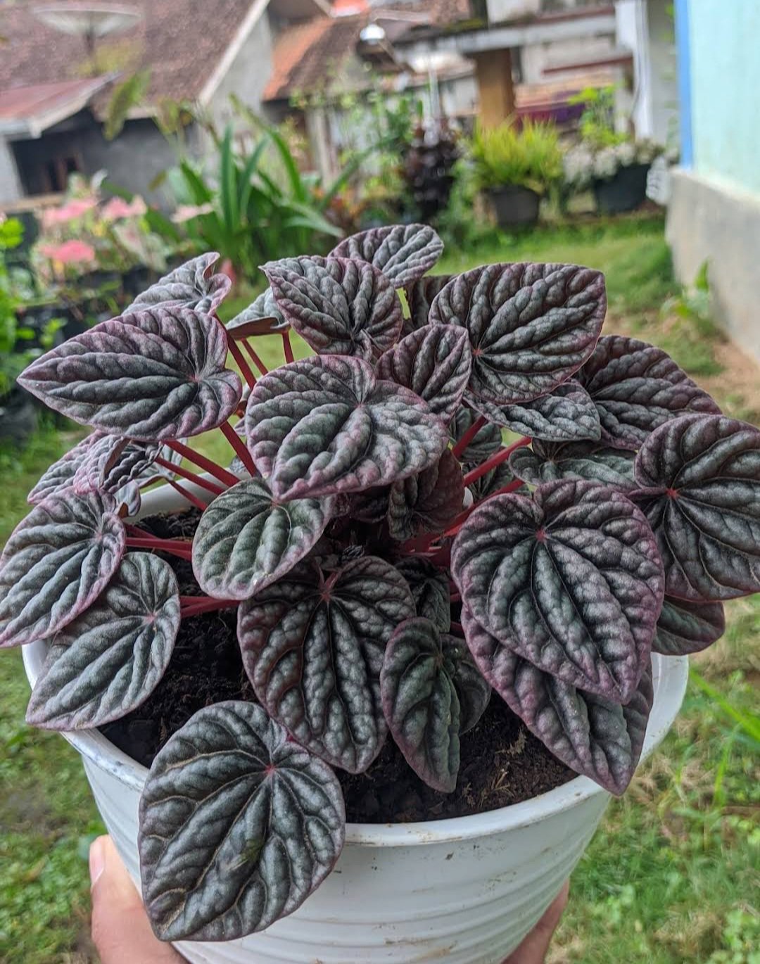 Live Plant Peperomia Luna Red Beautiful Flower Plant FREESHIPPING