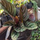 Live Plant Calathea Ornata Pinstripe Pink Beautiful Flower Plant FREESHIPPING