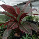 Live Plant Rare Live Musa Siam Ruby Banana Plant Beautiful Plant FREESHIPPING