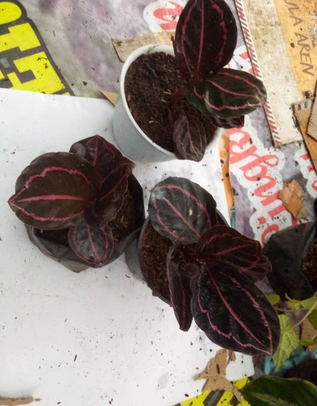 Live Plant Calathea Dottie Black Lipstick Tropical Beautiful Flower Plant FREESHIPPING