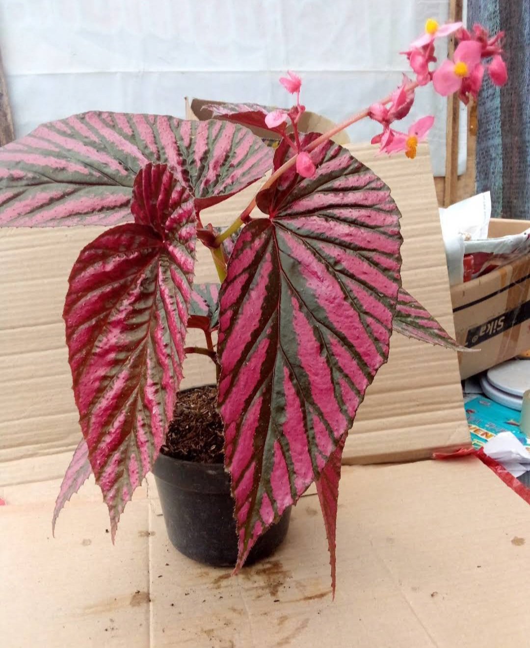 Live Plant Begonia brevirimosa subsp. Exotica, Beautiful Flower Plant FREESHIPPING