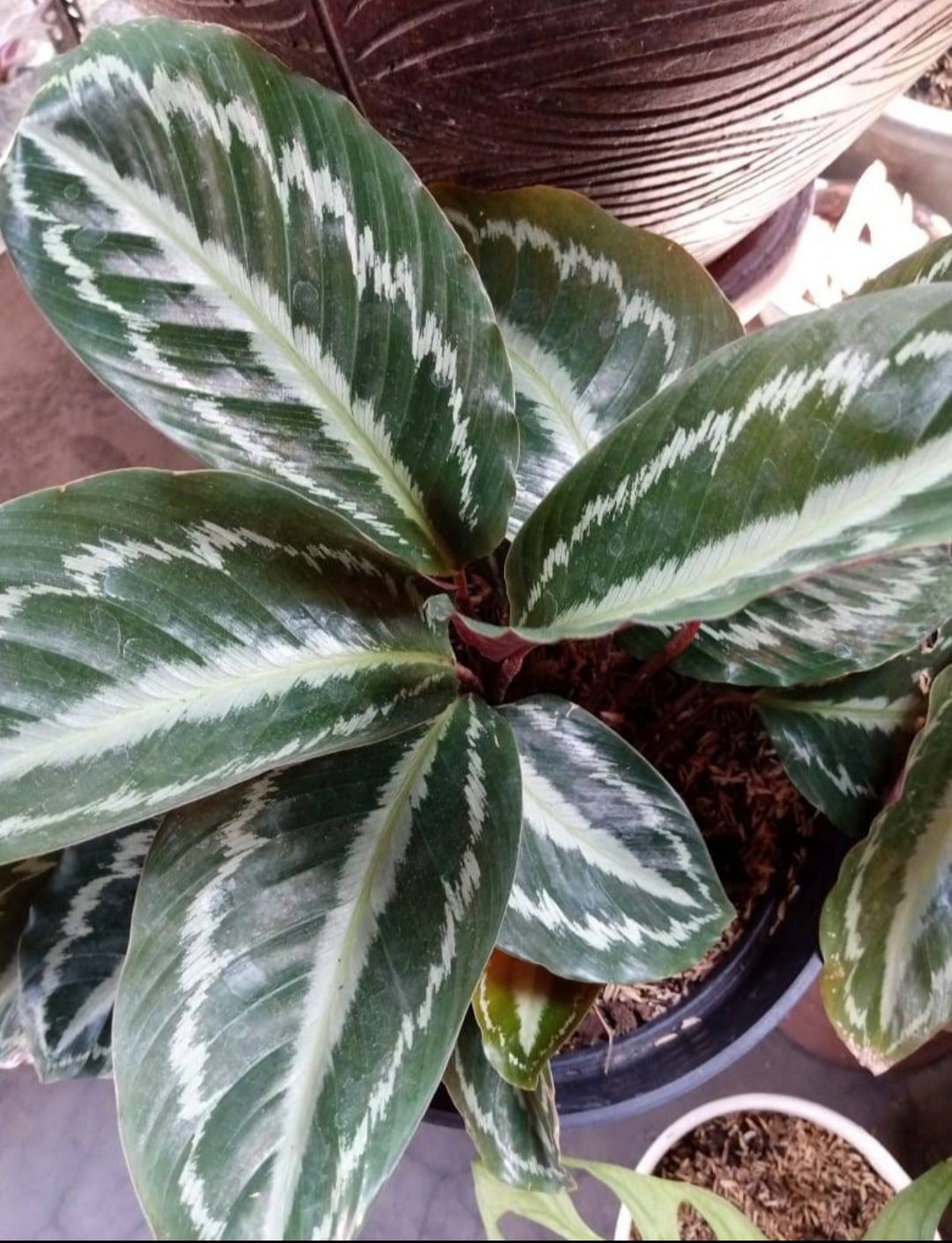 Live Plant Calathea Oncore Beautiful Flower Plant FREESHIPPING