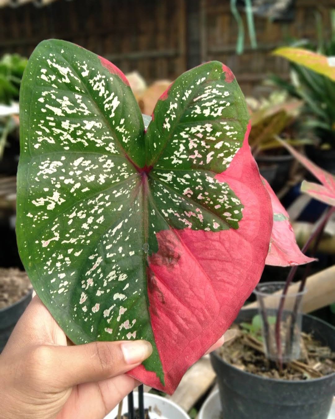 Live Plant Red Beret Caladium Beautiful Flower Plant FREESHIPPING