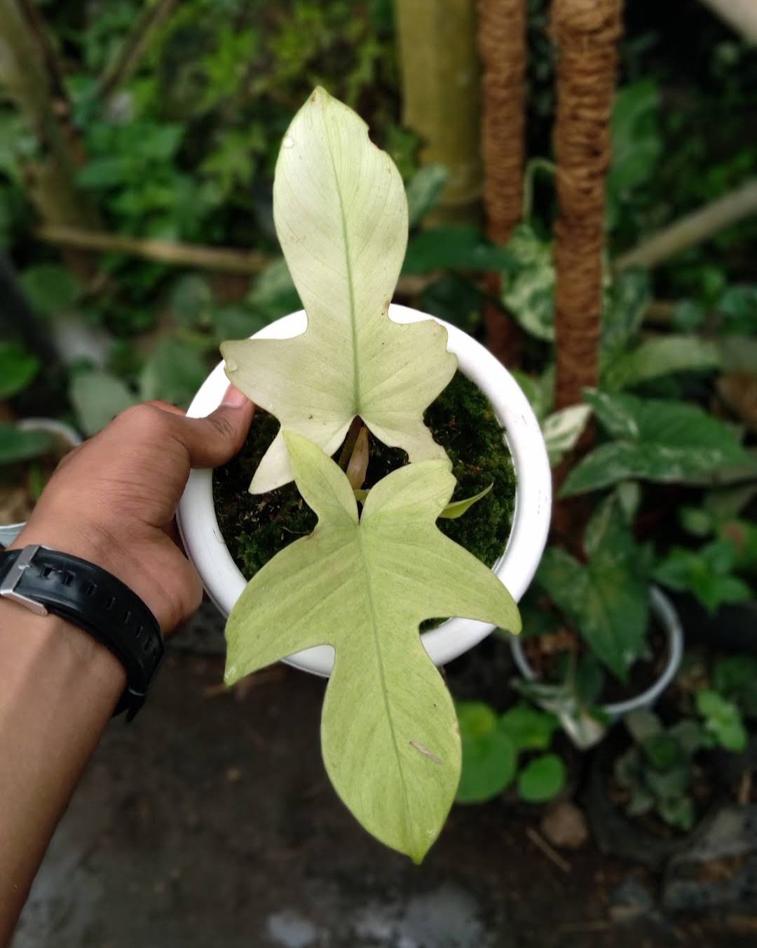 Live Plant Philodendron Florida Ghost Beautiful Flower Plant FREESHIPPING