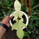 Live Plant Philodendron Florida Ghost Beautiful Flower Plant FREESHIPPING