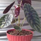 Live Plant Alocasia Cuprea Jewel Elephant Ear Home Beautiful Flower Plant FREESHIPPING
