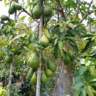 Live Plant Giant Avocado Fruit Tree Tropical Garden Live Plant FREESHIPPING