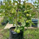 Live Plant Dwarf Guava Psidium Guajava Fruit Tree Tropical Garden Live Plant FREESHIPPING