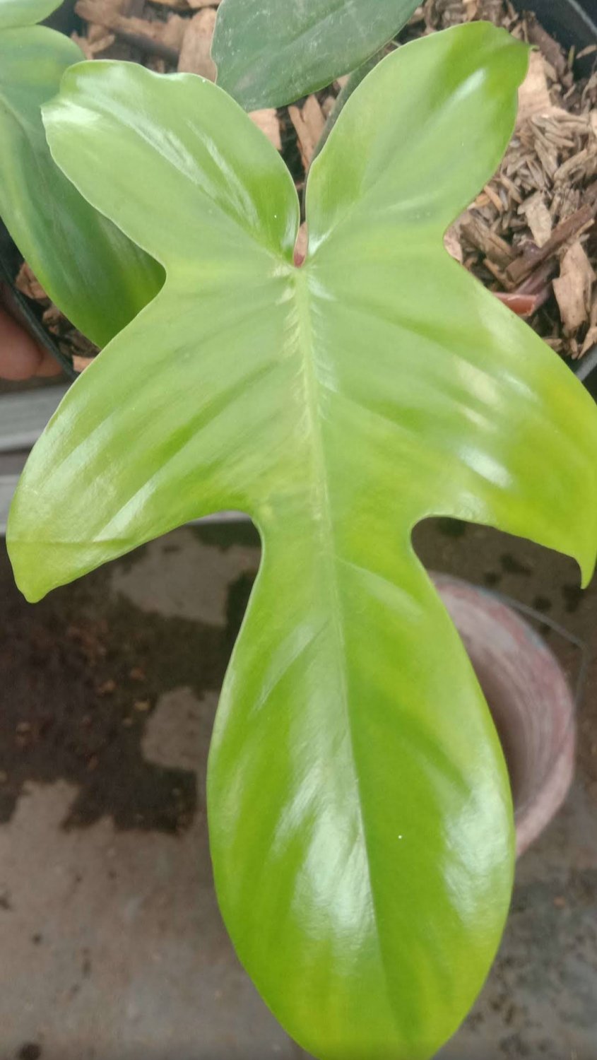 Live Plant Philodendron Florida beauty Beautiful Flower Plant FREESHIPPING