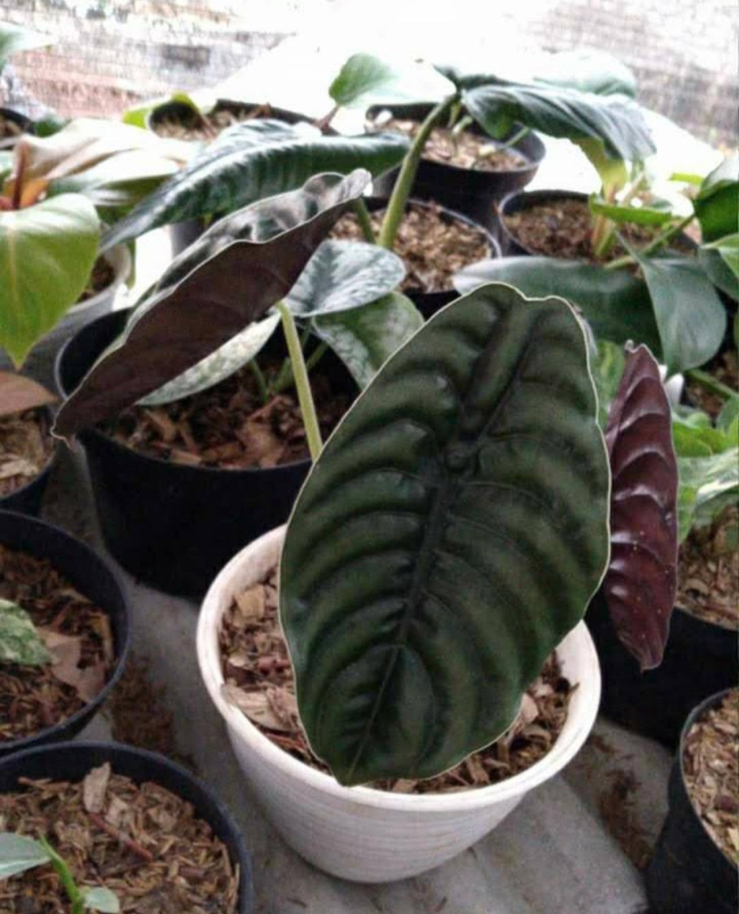 Live Plant Alocasia cuprea Alocasia Red Secret Home Beautiful Flower Plant FREESHIPPING