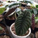 Live Plant Alocasia cuprea Alocasia Red Secret Home Beautiful Flower Plant FREESHIPPING