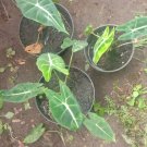 Live Plant Rare Alocasia Frydek Home Beautiful Flower Plant FREESHIPPING