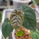 Live Plant Rare Anthurium Luxurians Plant Beautiful Flower Plant FREESHIPPING