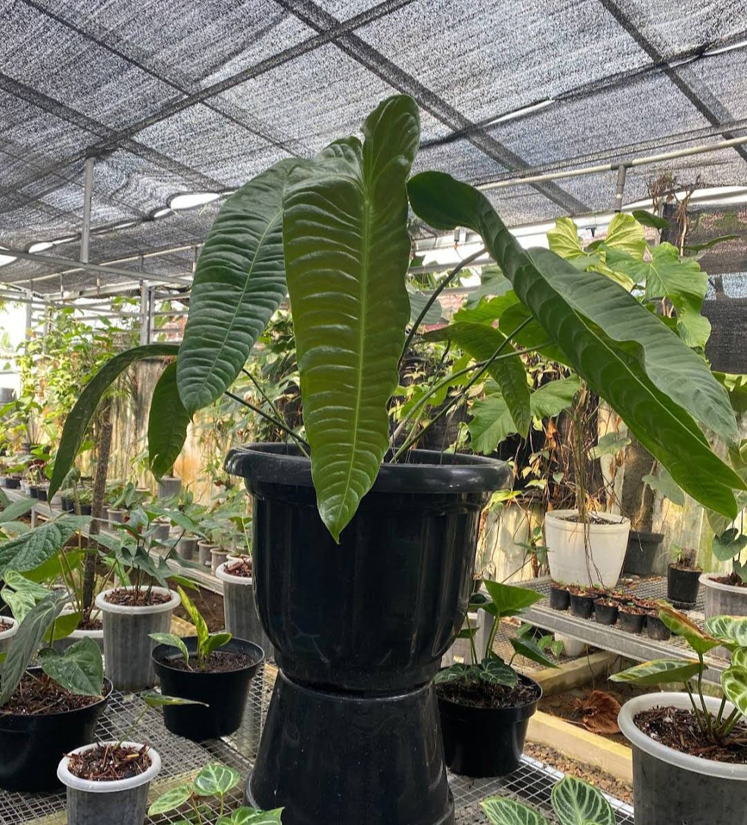 Live Plant Rare King Veitchii Anthurium Plant Beautiful Flower Plant FREESHIPPING