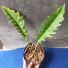 Live Plant Rare Philodendron Golden Crocodile Plant Beautiful Flower Plant FREESHIPPING