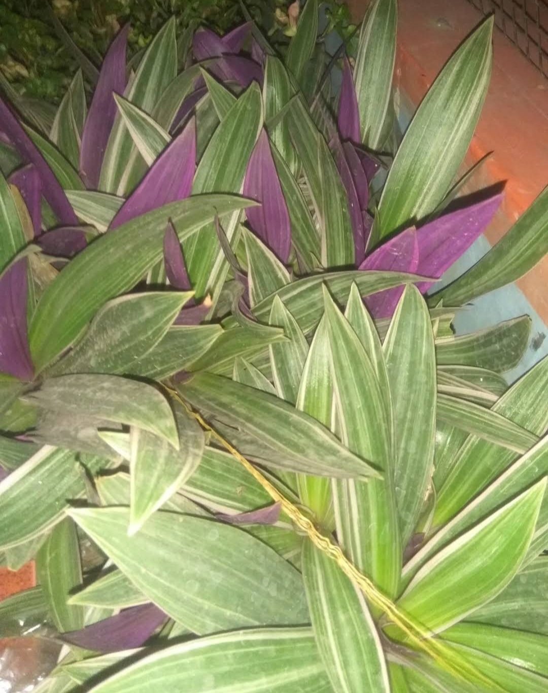 Live Plant Rare Tri Color Dwarf Oyster Plant Beautiful Flower Plant FREESHIPPING