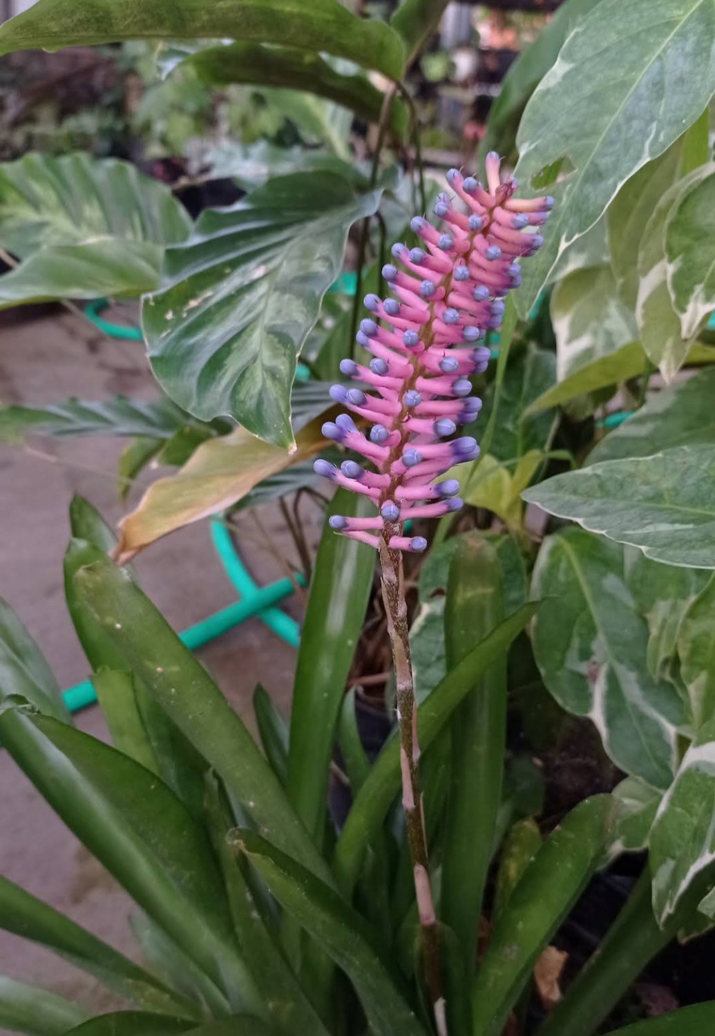 Live Plant Rare Matchstick bromeliad Aechmea Plant Beautiful Flower Plant FREESHIPPING