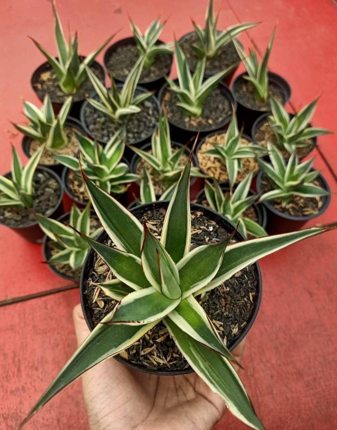 Live Plant Rare Snow Glow Agave Plant Beautiful Flower Plant FREESHIPPING