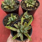 Live Plant Rare Agave Victoria Reginae variegated Plant Beautiful Flower Plant FREESHIPPING