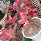 Live Plant Rare Aglaonema Red Star Chinese Evergreen Plant Beautiful Flower Plant FREESHIPPING