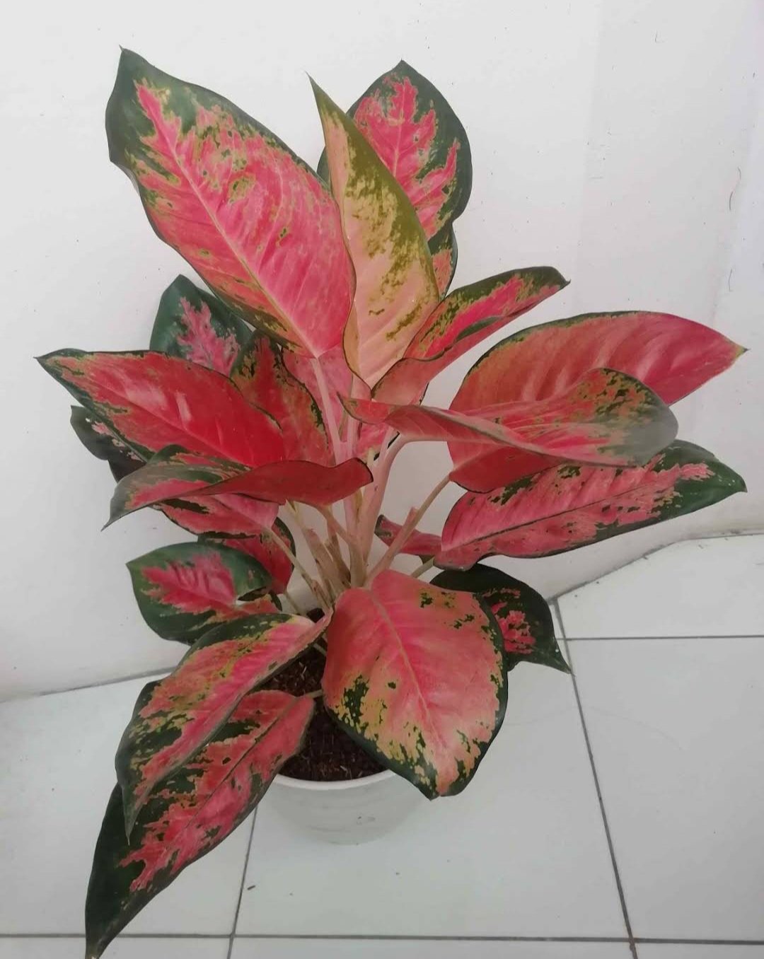Live Plant Rare Red King Chinese Evergreen Plant Beautiful Flower Plant FREESHIPPING