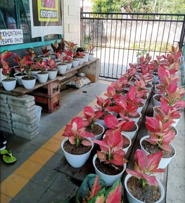 Live Plant Rare Aglaonema red zircon Plant Beautiful Flower Plant  FREESHIPPING