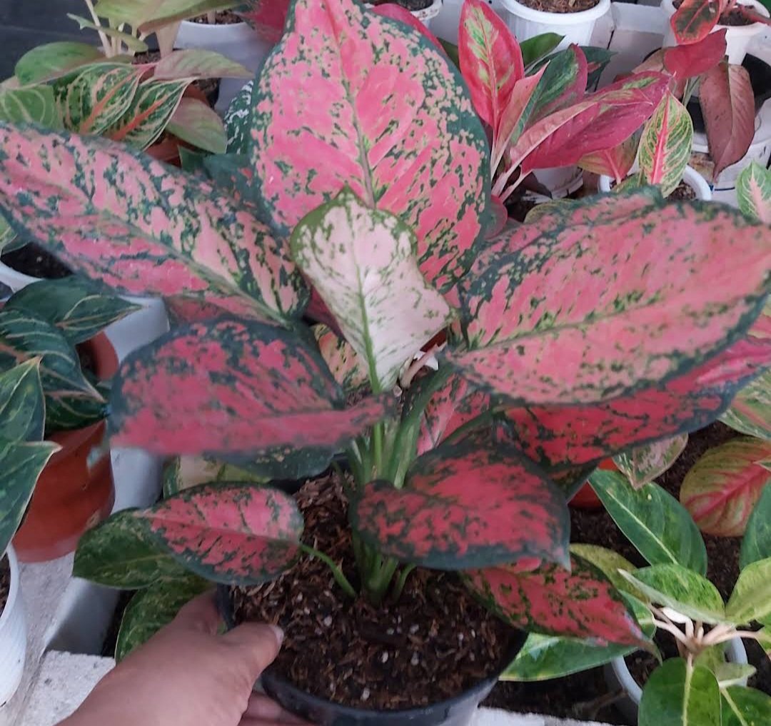 Live Plant Rare Aglonema Red Valentine Plant Beautiful Flower Plant FREESHIPPING