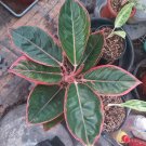 Live Plant Rare Aglaonema Red Siam Aurora Plant Beautiful Flower Plant FREESHIPPING