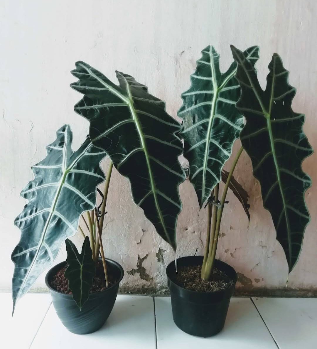 Live Plant Rare Amazonica Polly Alocasia Plant Beautiful Flower Plant FREESHIPPING