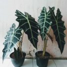 Live Plant Rare Amazonica Polly Alocasia Plant Beautiful Flower Plant FREESHIPPING